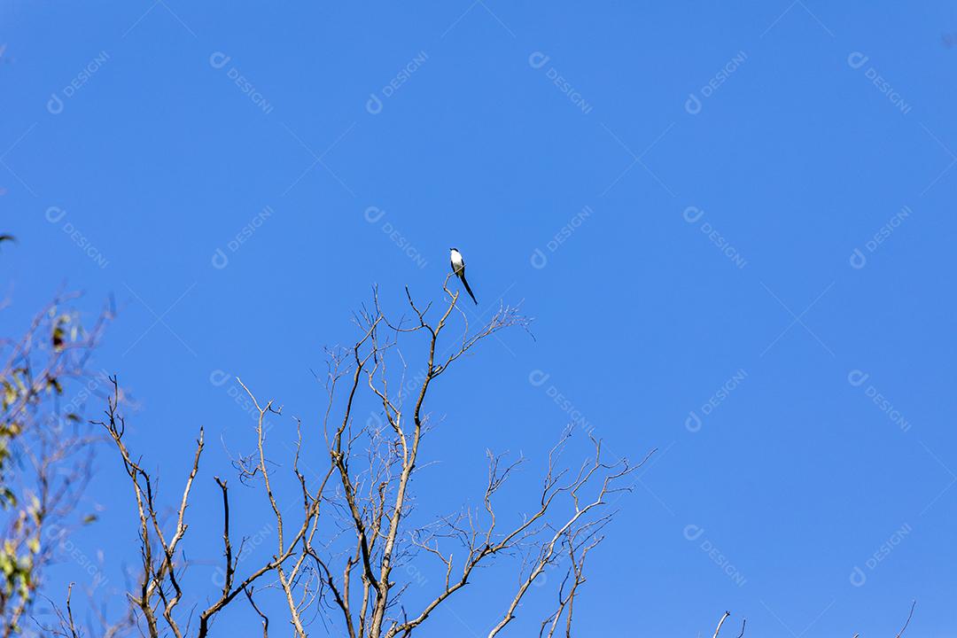 A tesourinha-voadora (Tyrannus savana), medindo aproximadamente 40 cm de comprimento