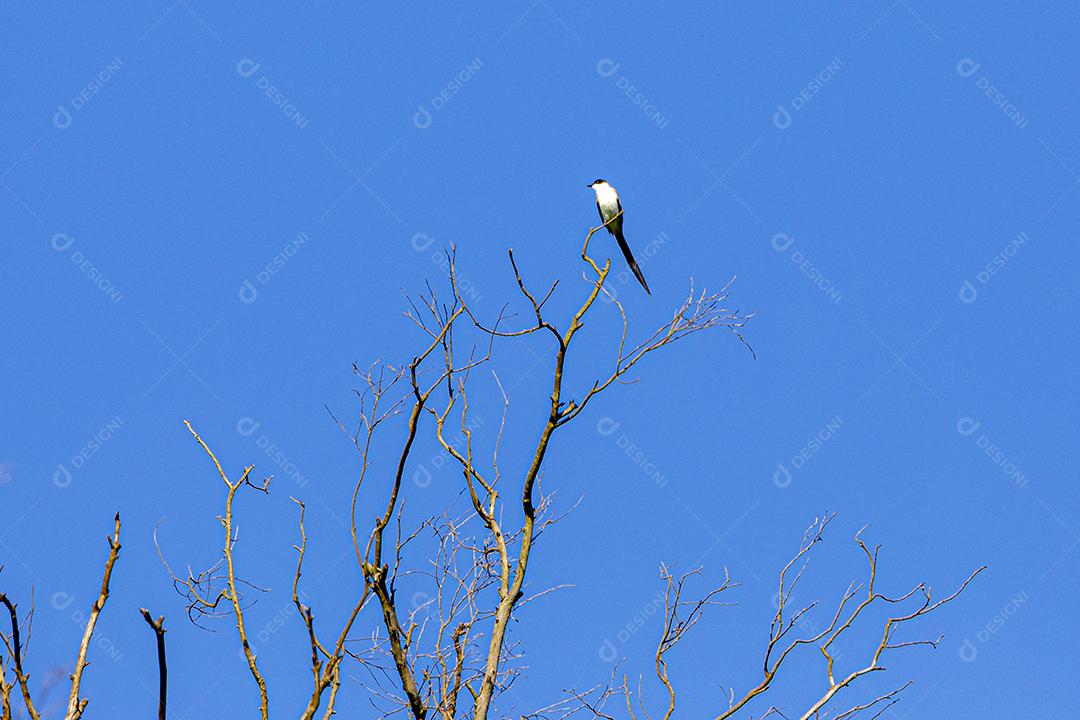 A tesourinha-voadora (Tyrannus savana), medindo aproximadamente 40 cm de comprimento