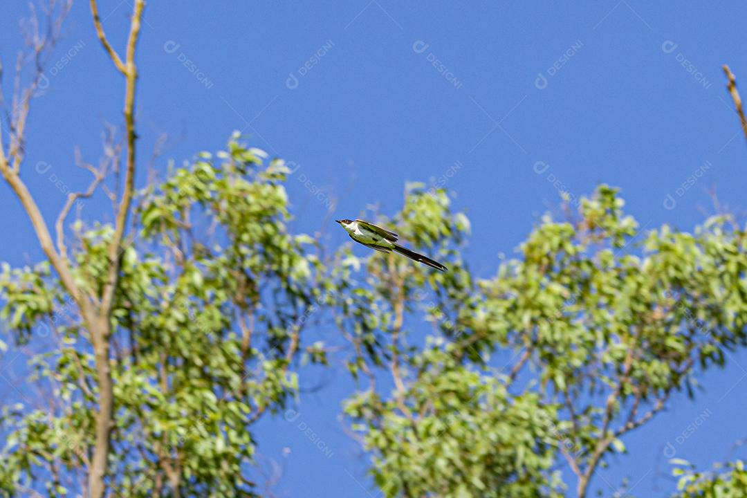 A tesourinha-voadora (Tyrannus savana), medindo aproximadamente 40 cm de comprimento
