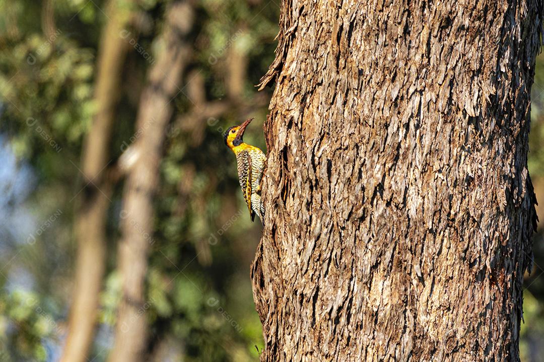 Passaro sobre arvore floresta fundo desfocado