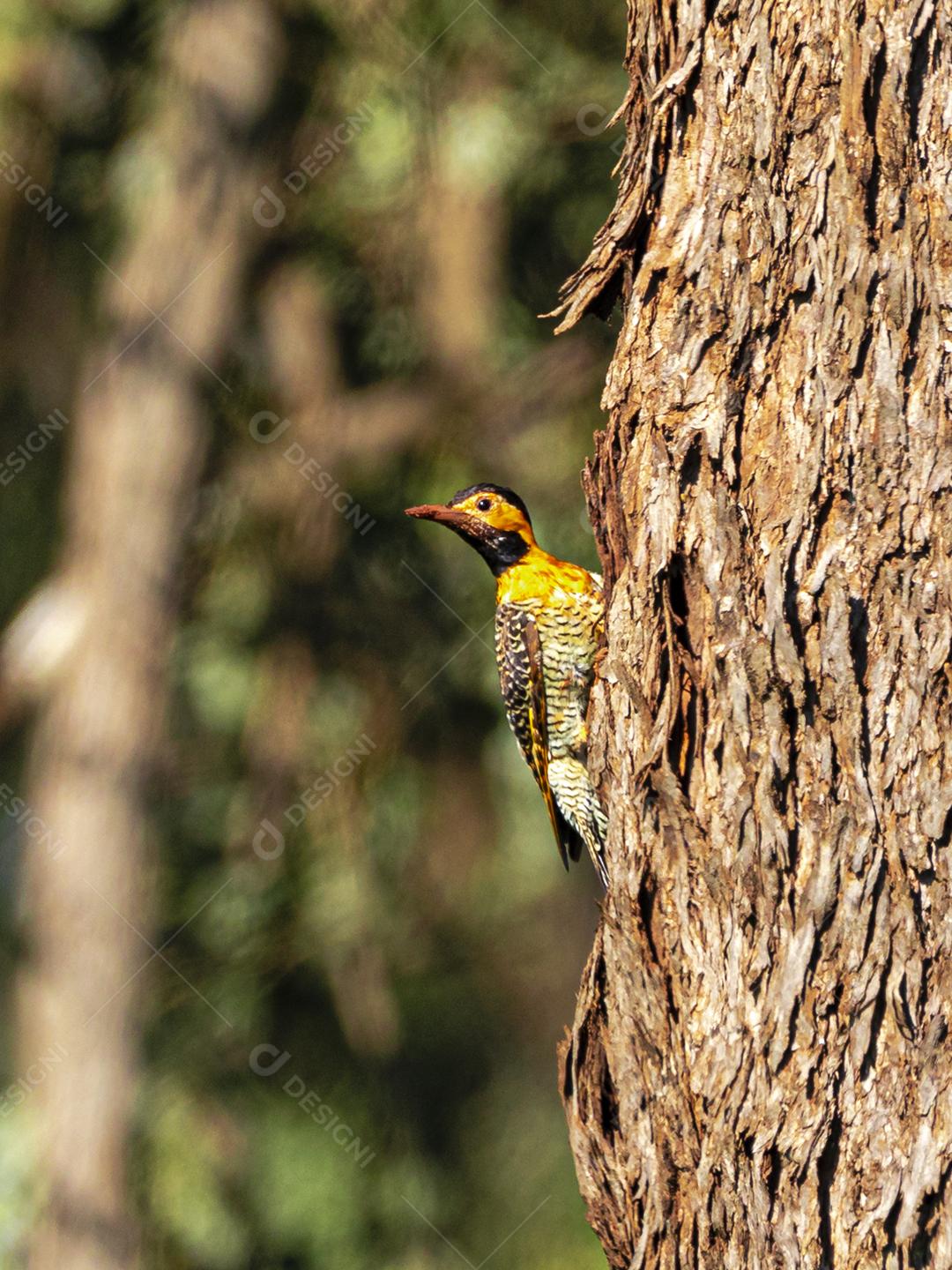 Bird over tree forest blurred background