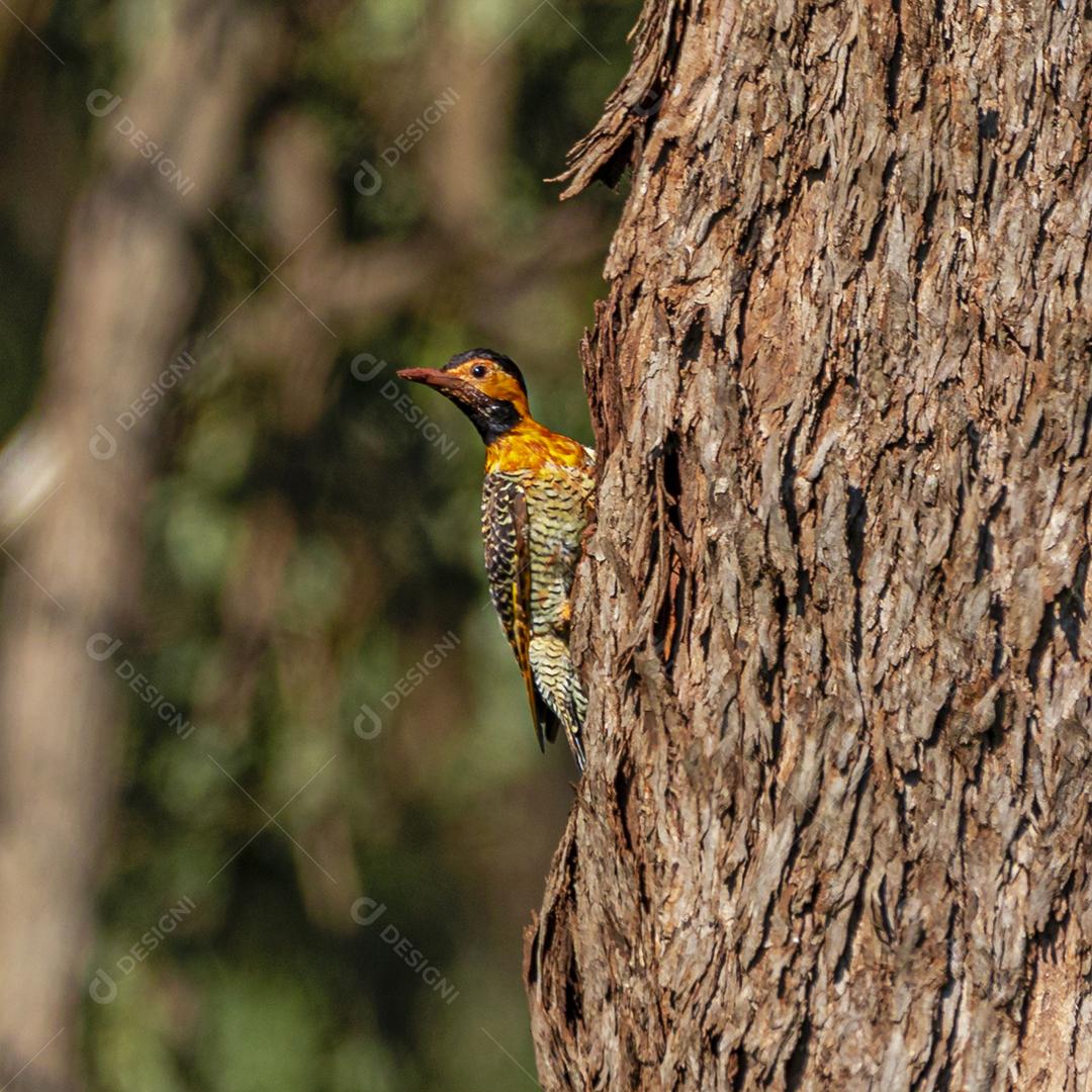 Passaro sobre arvore floresta fundo desfocado