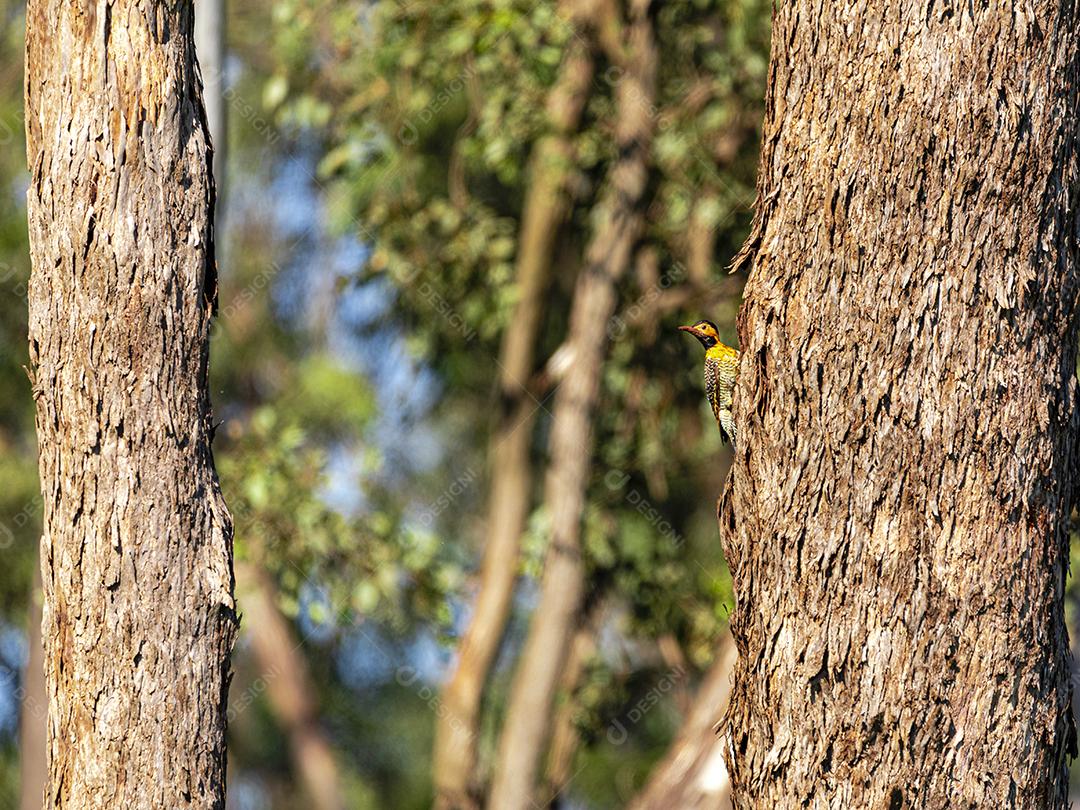 Passaro sobre arvore floresta fundo desfocado