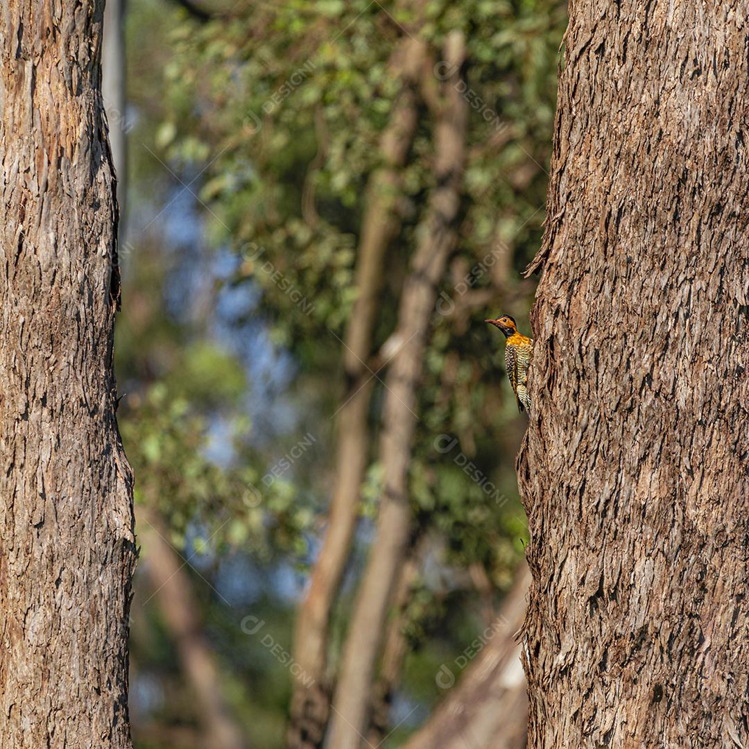 Passaro sobre arvore floresta fundo desfocado