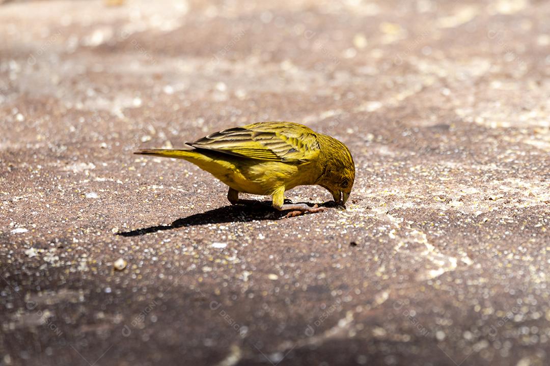 Linda fêmea de um canário na terra, alimentando-se de grãos de milho