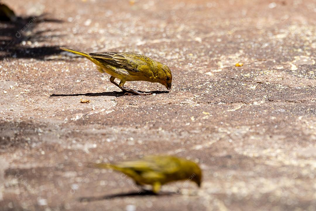Linda fêmea de um canário na terra, alimentando-se de grãos de milho