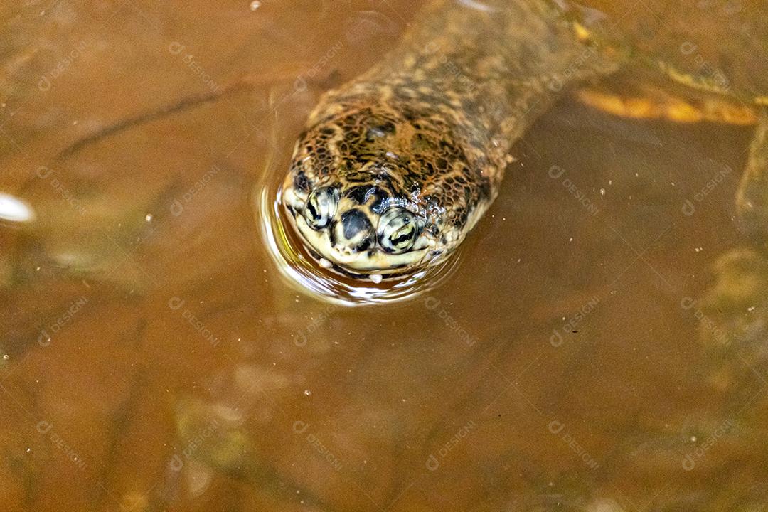Phrynops geoffroanus, comumente conhecido como tartaruga de pescoço lateral de Geoffroy ou tartaruga