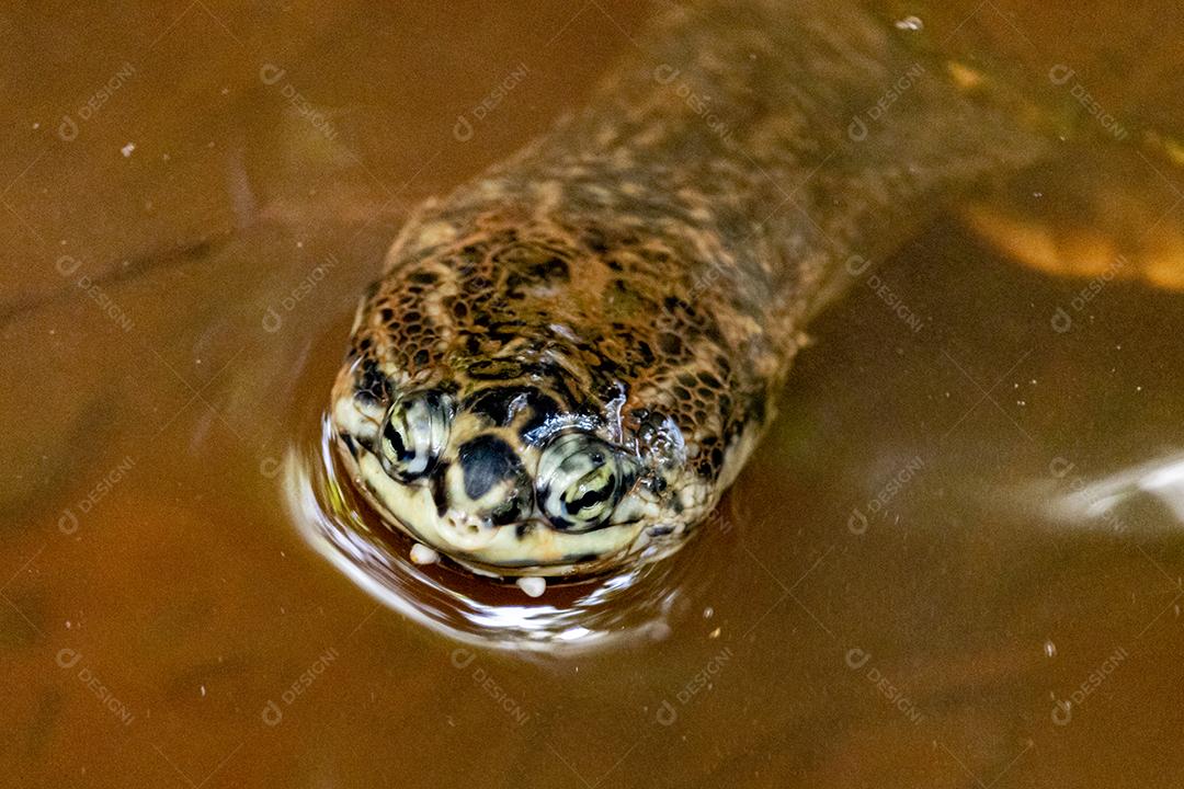 Phrynops geoffroanus, comumente conhecido como tartaruga de pescoço lateral de Geoffroy ou tartaruga