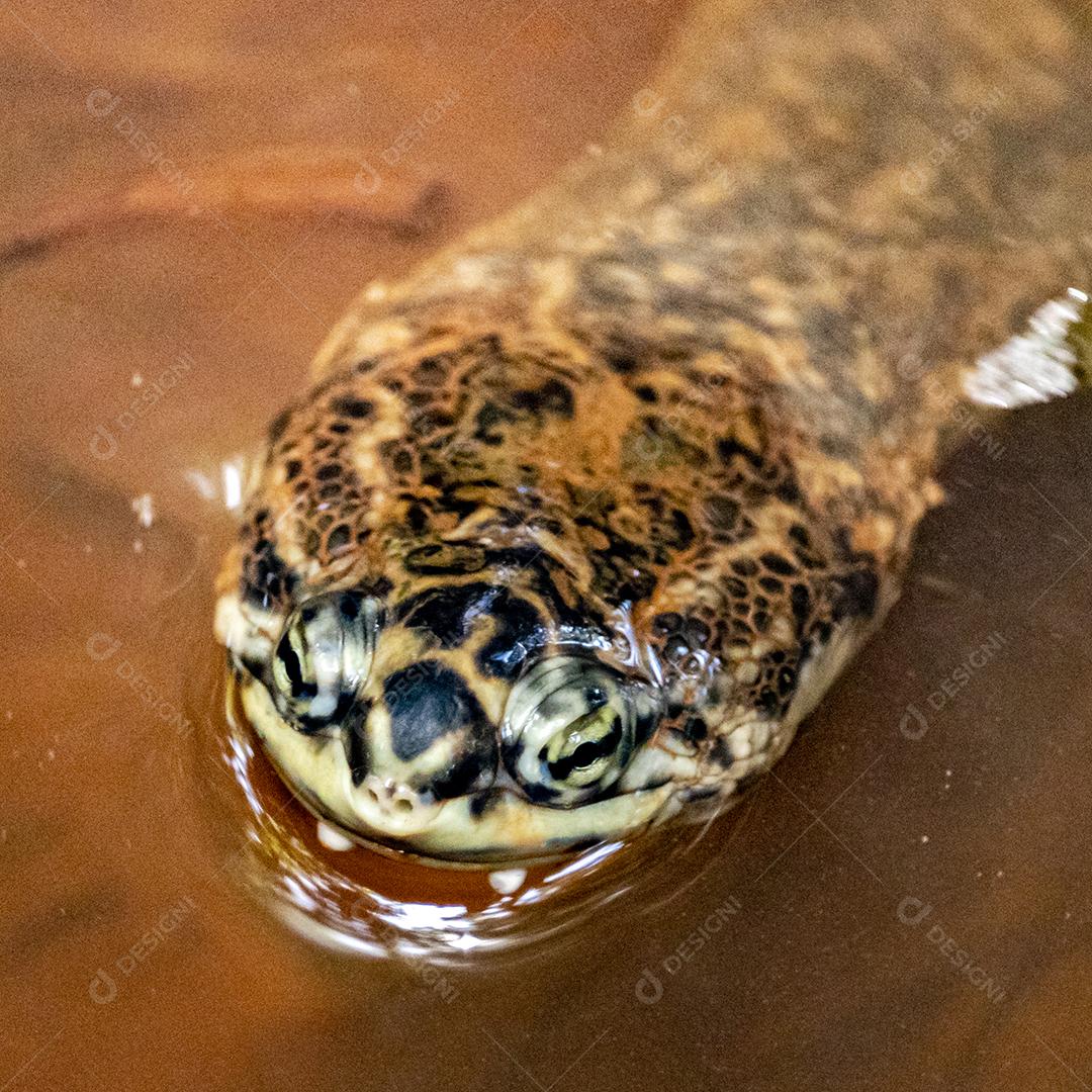 Phrynops geoffroanus, comumente conhecido como tartaruga de pescoço lateral de Geoffroy ou tartaruga