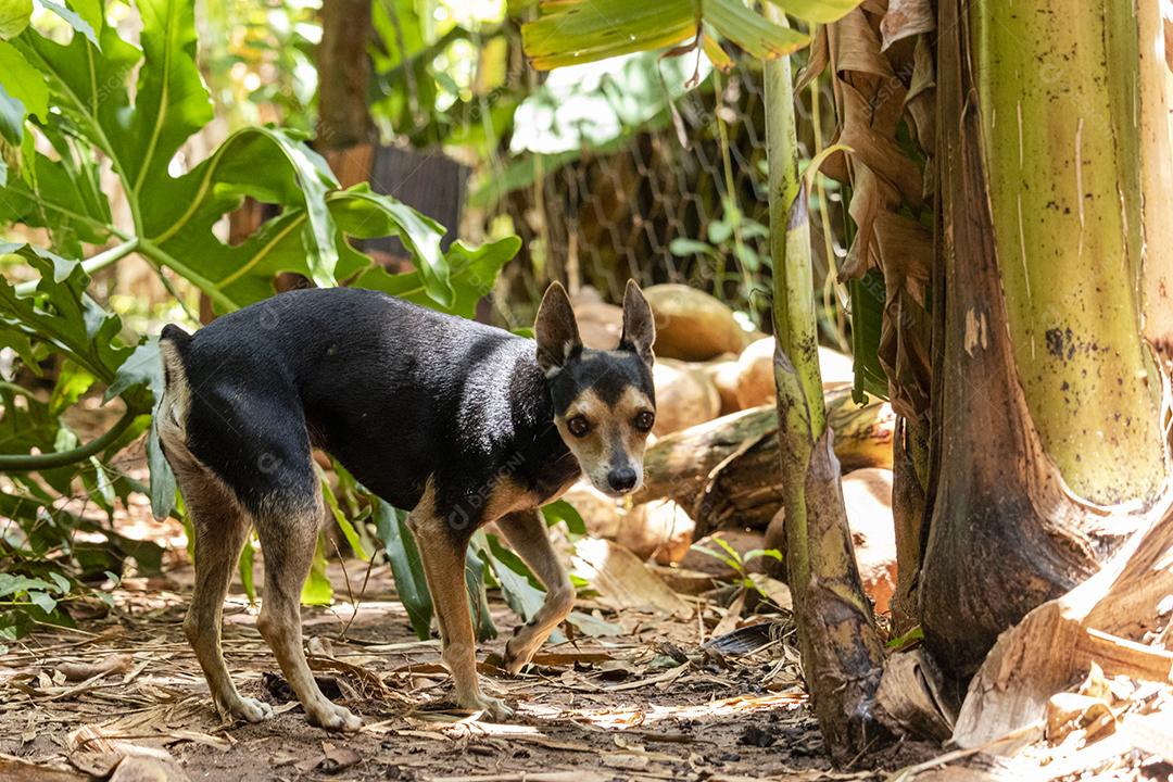 Cachorro da raça pinscher andando sobre floresta