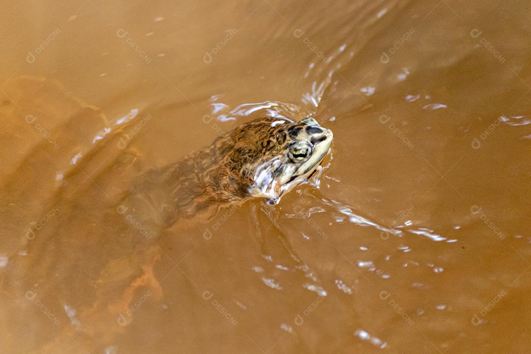Phrynops geoffroanus, comumente conhecido como tartaruga de pescoço lateral de Geoffroy ou tartaruga