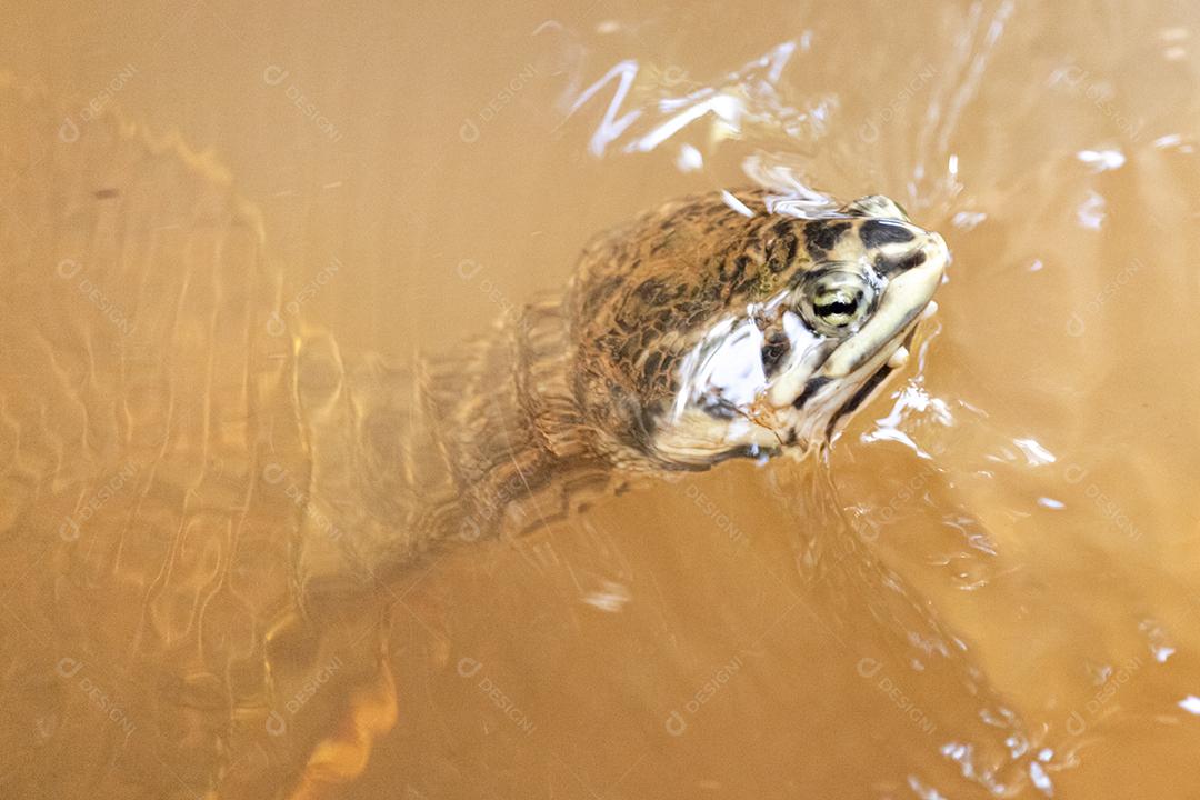 Phrynops geoffroanus, comumente conhecido como tartaruga de pescoço lateral de Geoffroy ou tartaruga
