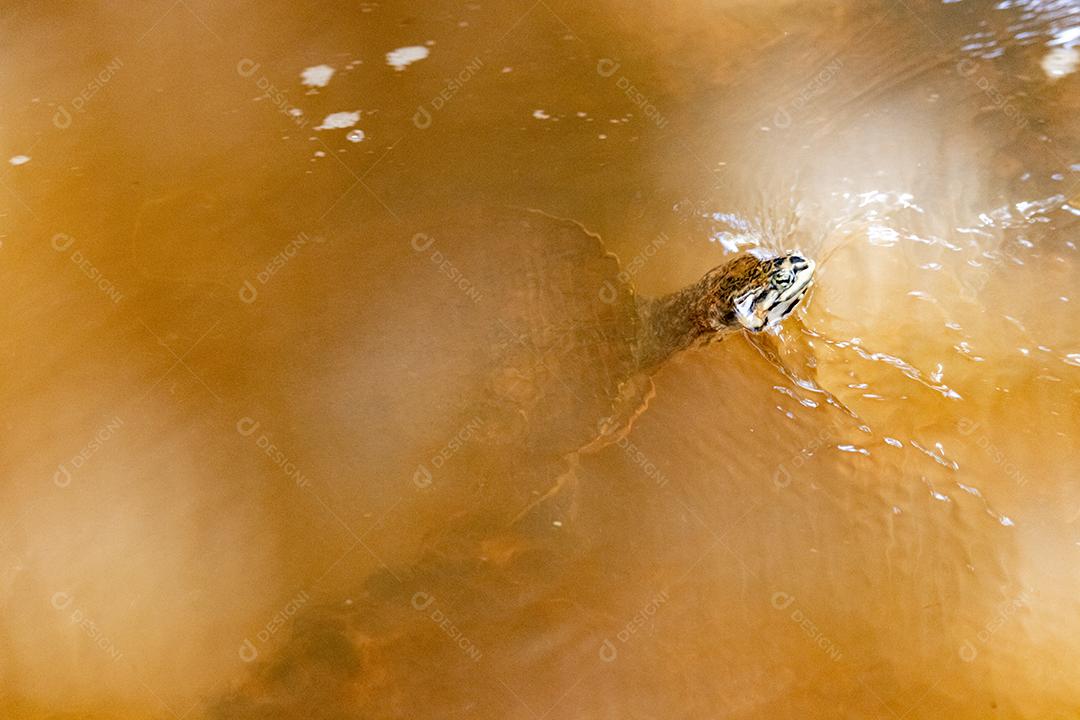 Phrynops geoffroanus, comumente conhecido como tartaruga de pescoço lateral de Geoffroy ou tartaruga
