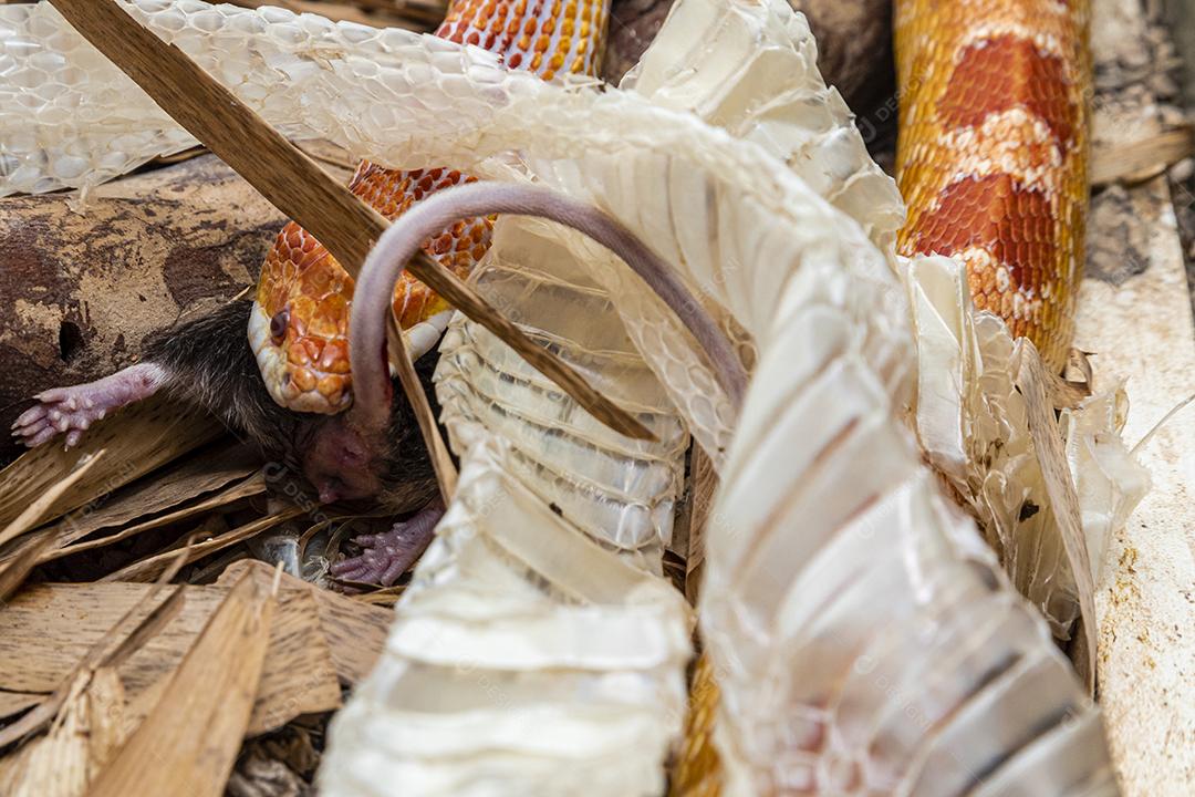 Macho de cobra de milho Amel alimentando-se de um rato de laboratório