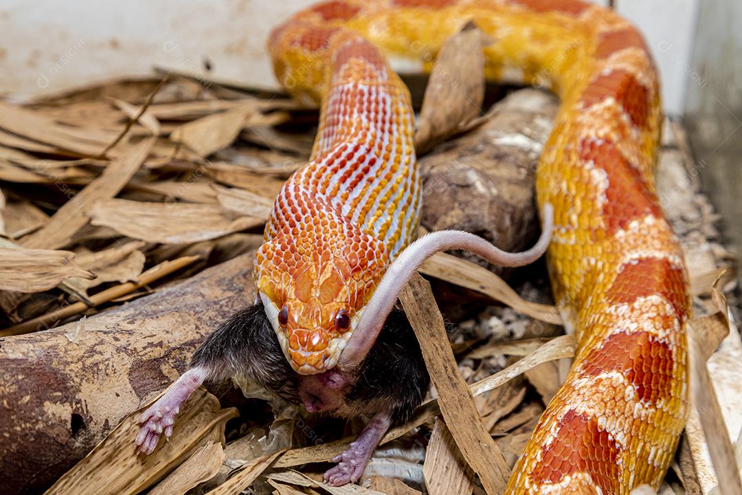 Macho de cobra de milho Amel alimentando-se de um rato de laboratório