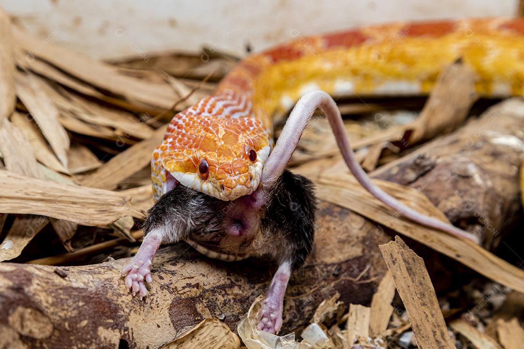 Macho de cobra de milho Amel alimentando-se de um rato de laboratório
