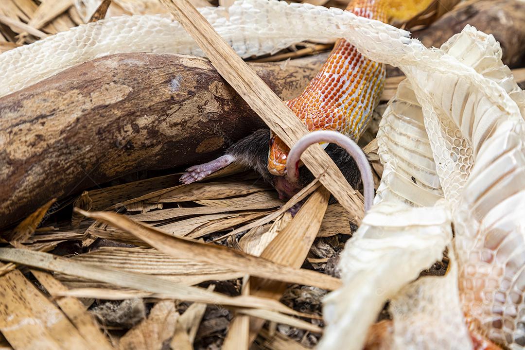 Macho de cobra de milho Amel alimentando-se de um rato de laboratório