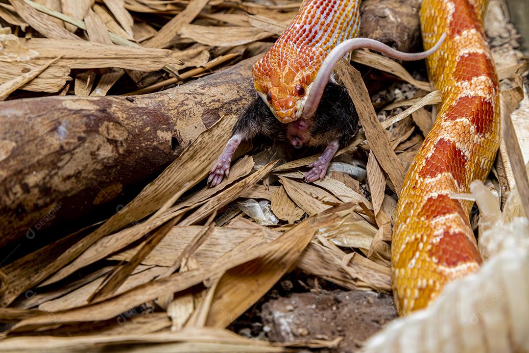 Macho de cobra de milho Amel alimentando-se de um rato de laboratório