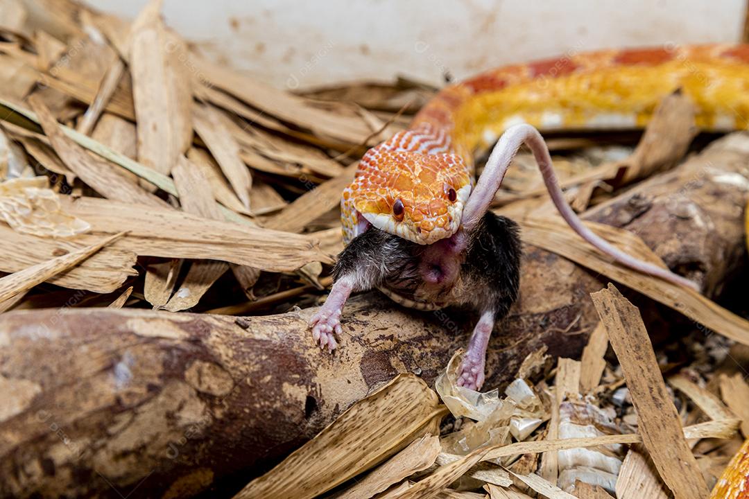 Macho de cobra de milho Amel alimentando-se de um rato de laboratório