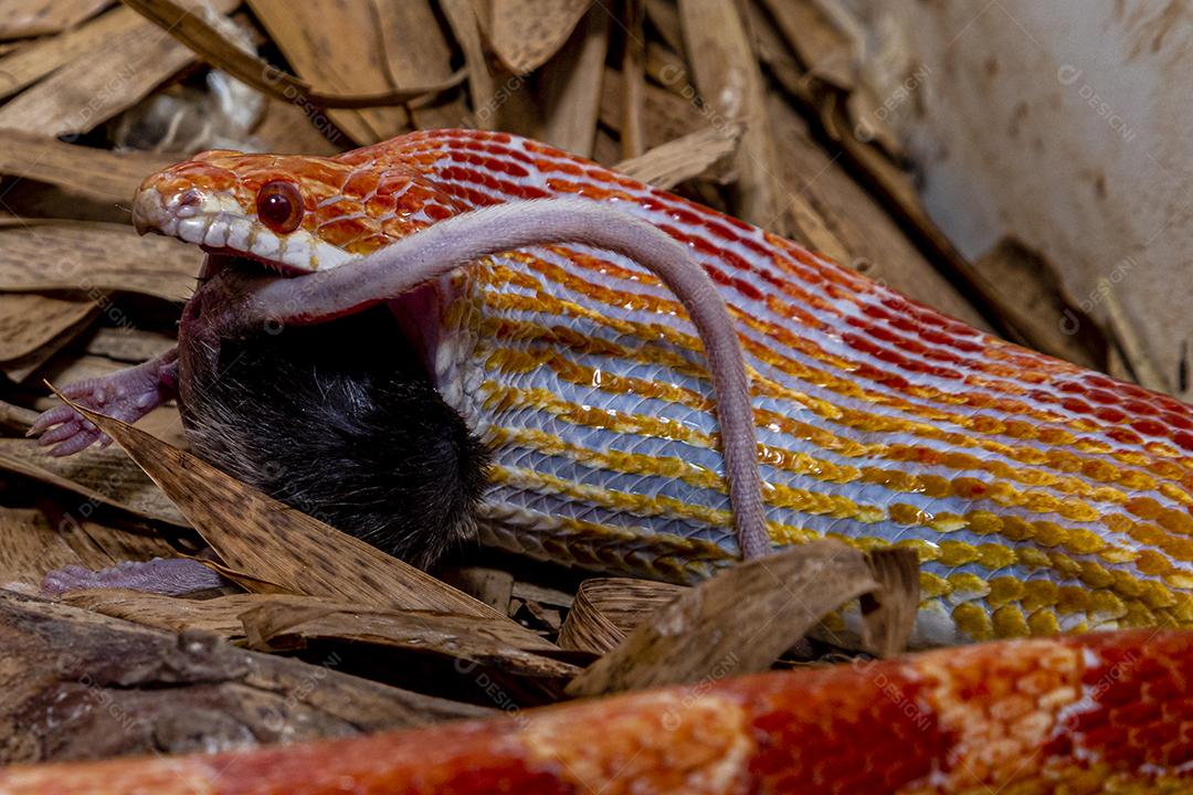 Macho de cobra de milho Amel alimentando-se de um rato de laboratório