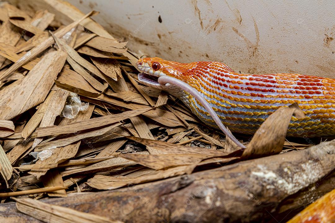 Macho de cobra de milho Amel alimentando-se de um rato de laboratório