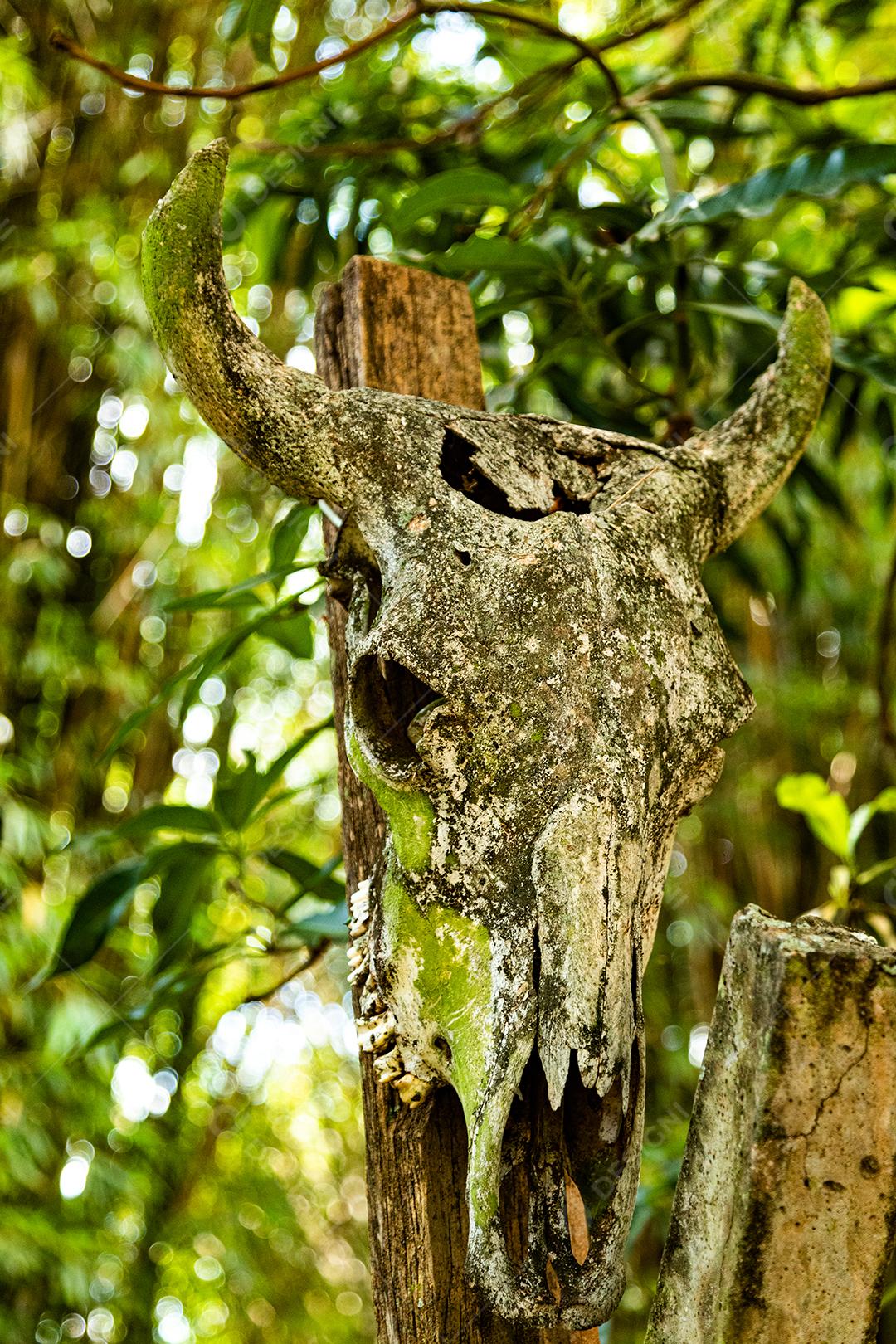 Caveira de animal sobre floresta arvore galhos