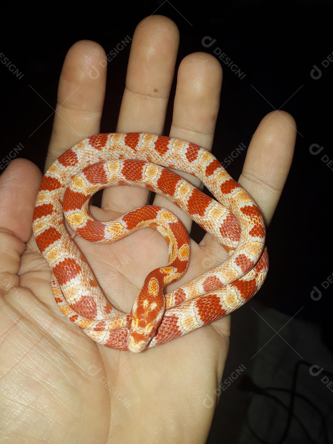 Corn Snake é uma cobra pertencente ao gênero não venenoso de origem norte-americana