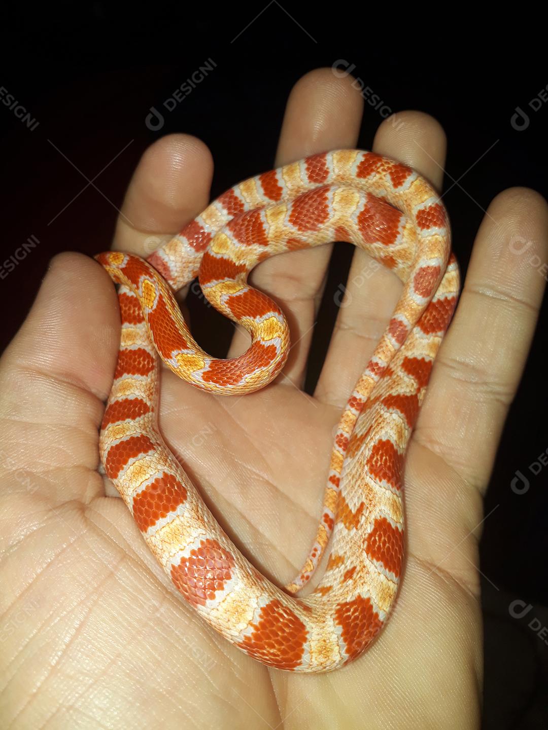 Corn Snake é uma cobra pertencente ao gênero não venenoso de origem norte-americana