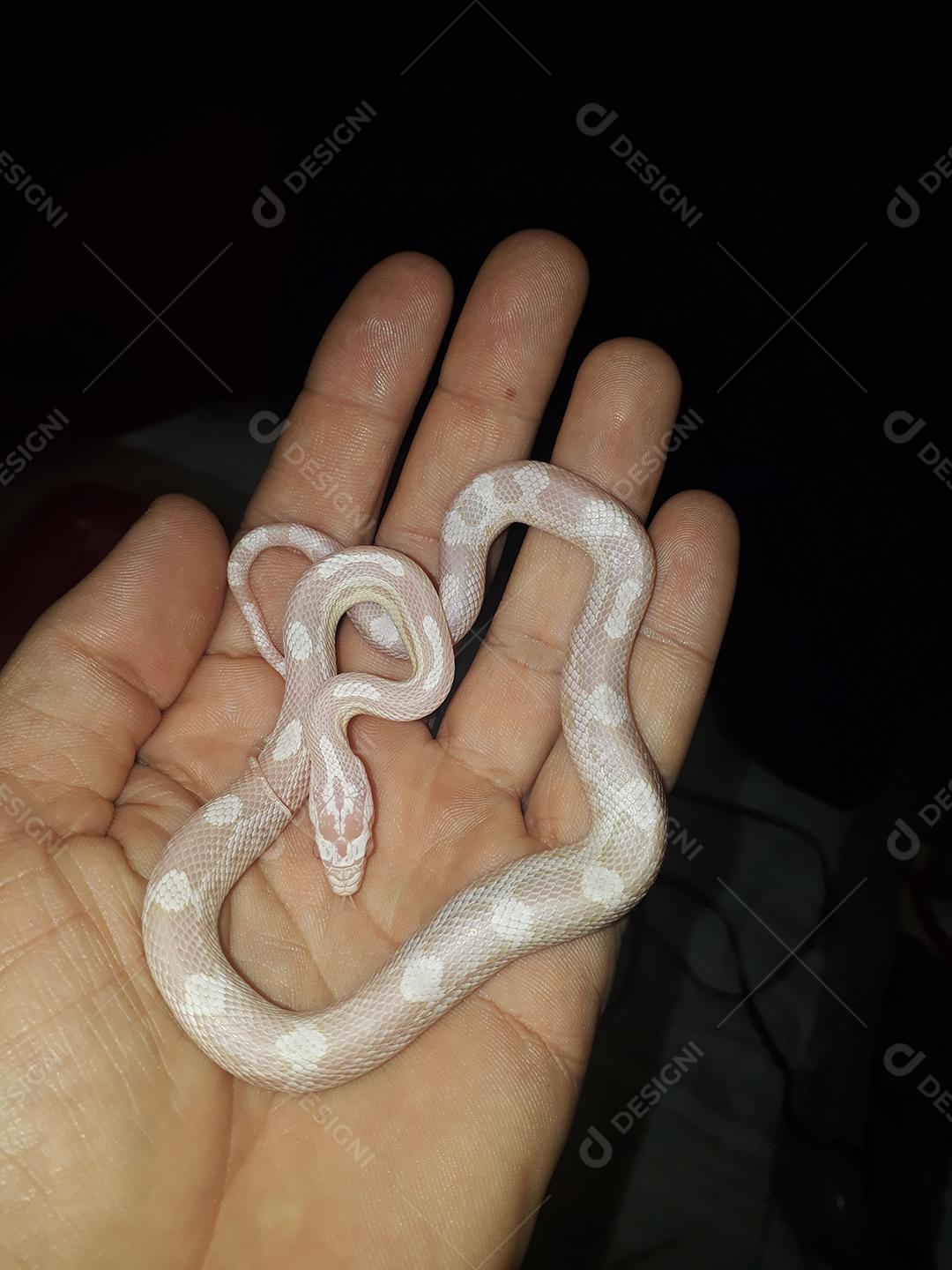 Corn Snake é uma cobra pertencente ao gênero não venenoso de origem norte-americana
