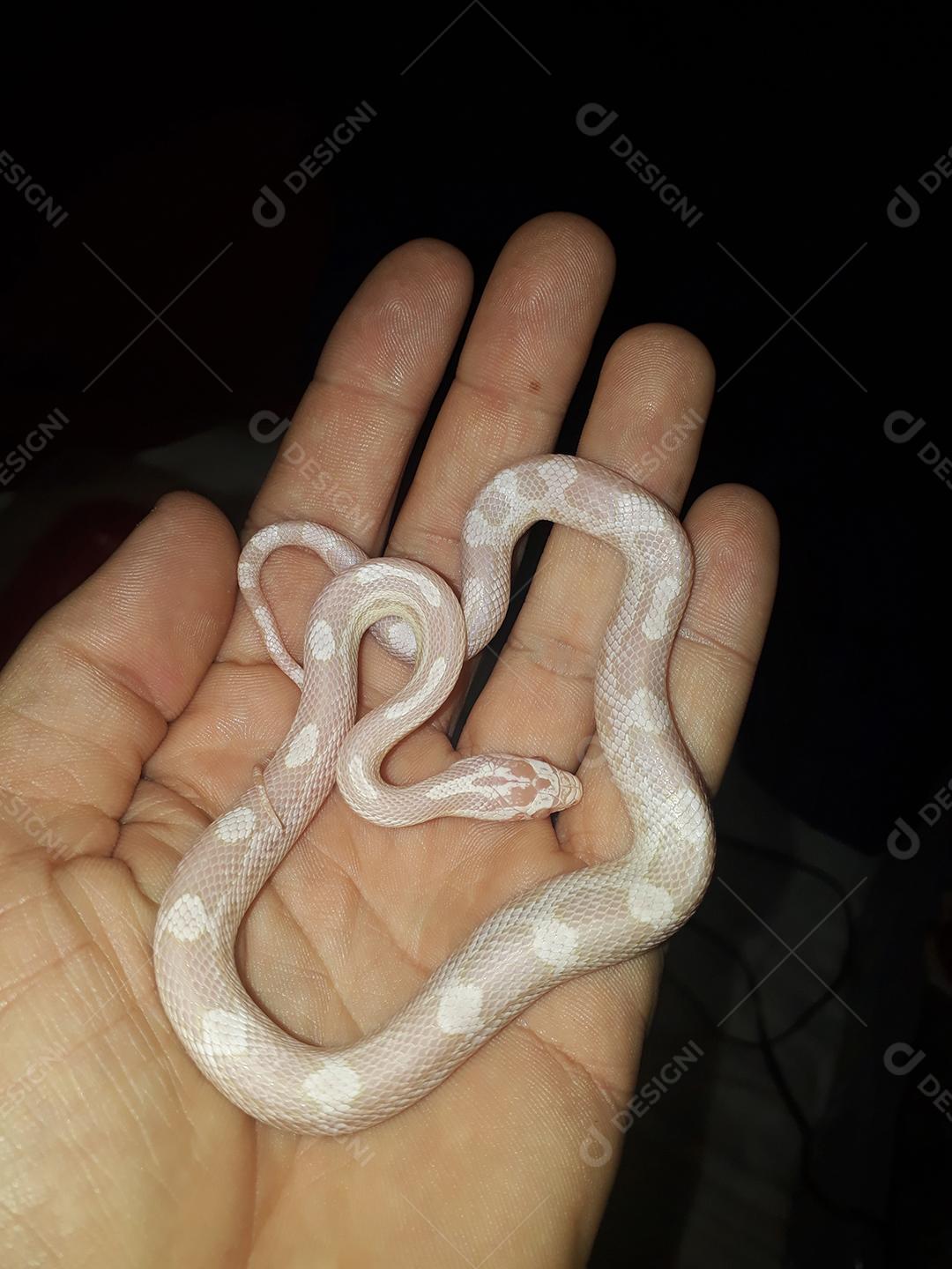 Corn Snake é uma cobra pertencente ao gênero não venenoso de origem norte-americana