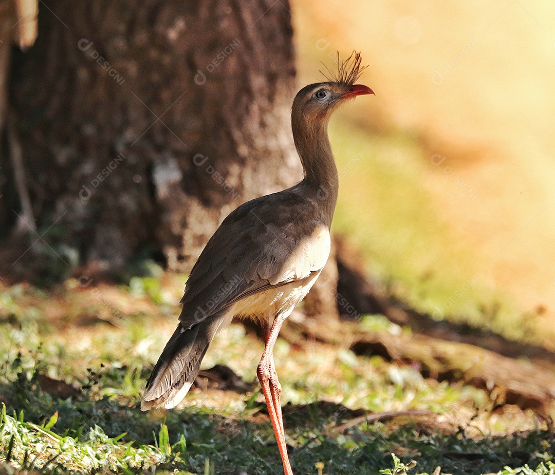 As seriemas são os únicos membros vivos da pequena família de aves Cariamidae, que também é a única linhagem sobrevivente da ordem Cariamiformes.