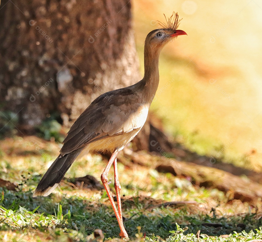 As seriemas são os únicos membros vivos da pequena família de aves Cariamidae, que também é a única linhagem sobrevivente da ordem Cariamiformes.