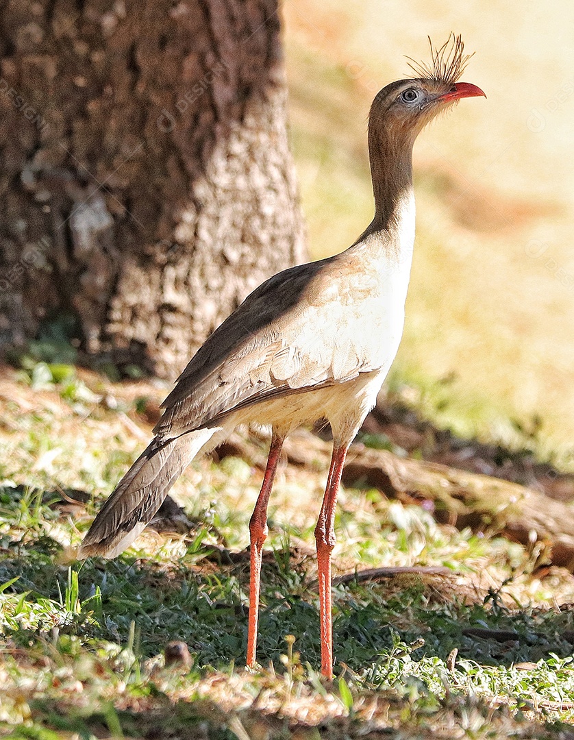 As seriemas são os únicos membros vivos da pequena família de aves Cariamidae, que também é a única linhagem sobrevivente da ordem Cariamiformes.