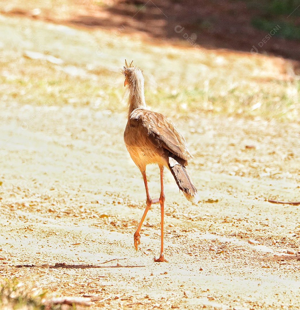 As seriemas são os únicos membros vivos da pequena família de aves Cariamidae, que também é a única linhagem sobrevivente da ordem Cariamiformes.