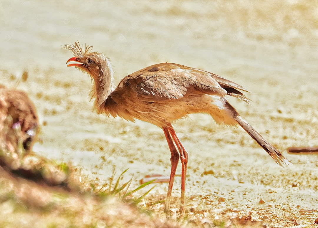 As seriemas são os únicos membros vivos da pequena família de aves Cariamidae, que também é a única linhagem sobrevivente da ordem Cariamiformes.