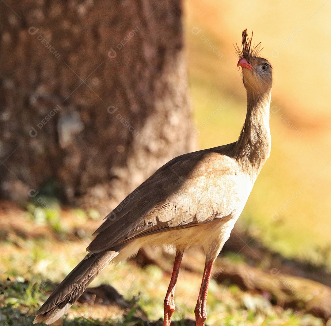 As seriemas são os únicos membros vivos da pequena família de aves Cariamidae, que também é a única linhagem sobrevivente da ordem Cariamiformes.