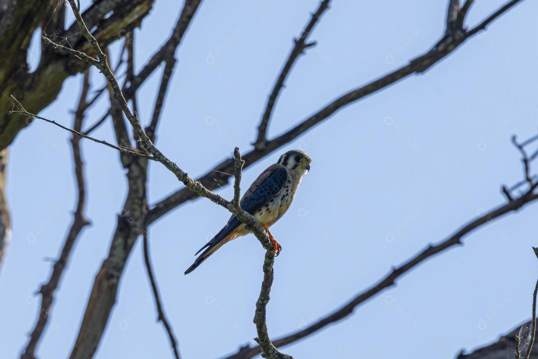 Falco sparverius descansando no galho de uma árvore seca, em um dia de céu azul, ensolarado, lindo dia