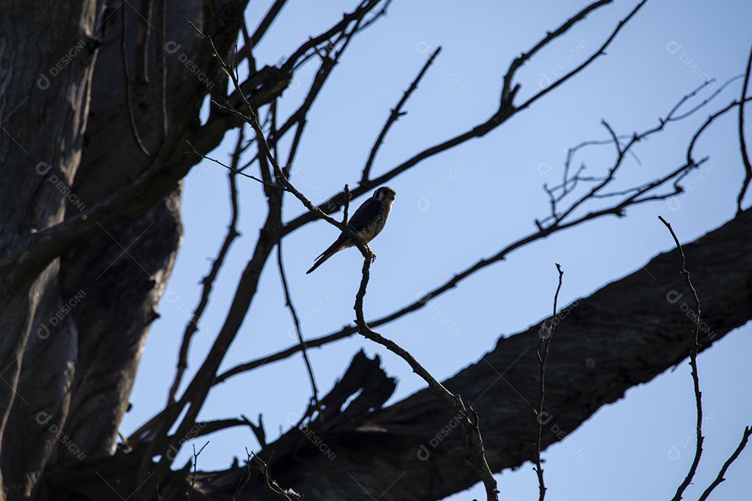 Falco sparverius descansando no galho de uma árvore seca, em um dia de céu azul, ensolarado, lindo dia