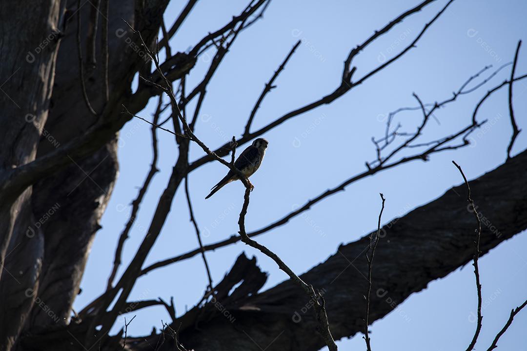 Falco sparverius descansando no galho de uma árvore seca, em um dia de céu azul, ensolarado, lindo dia