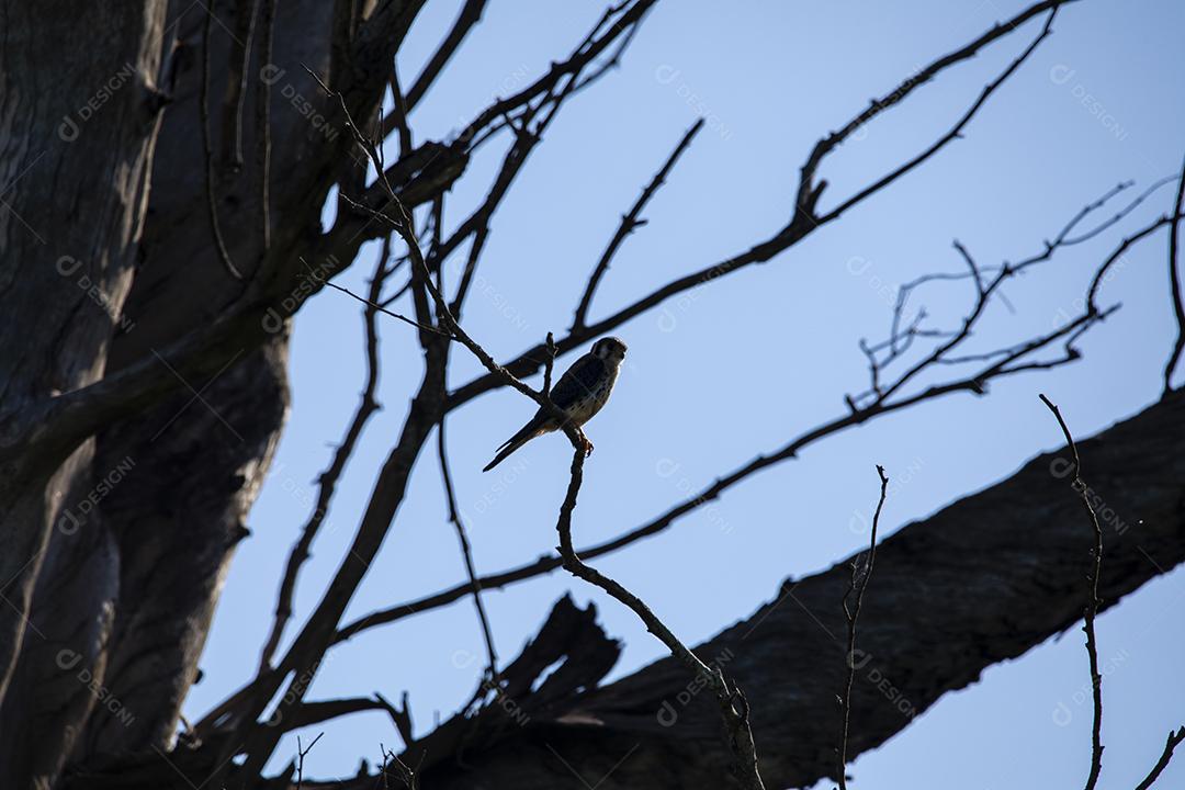 Falco sparverius descansando no galho de uma árvore seca, em um dia de céu azul, ensolarado, lindo dia