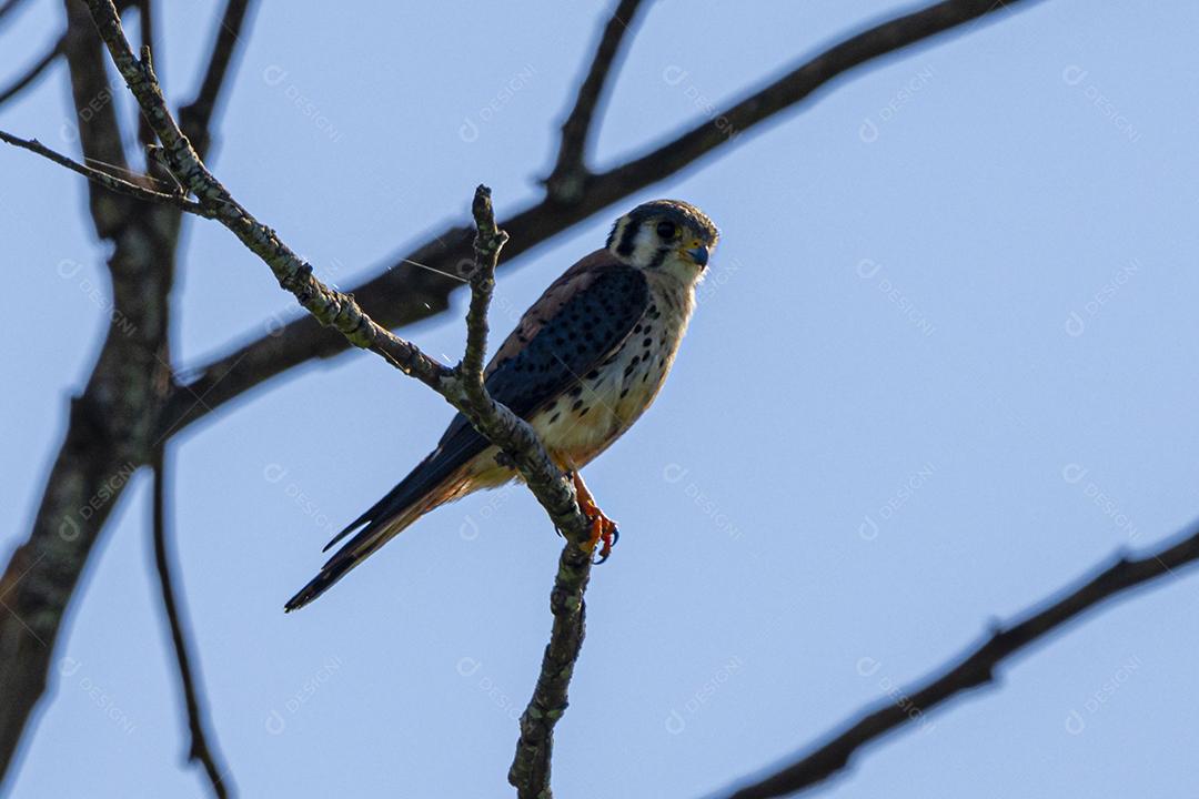 Falco sparverius descansando no galho de uma árvore seca, em um dia de céu azul, ensolarado, lindo dia