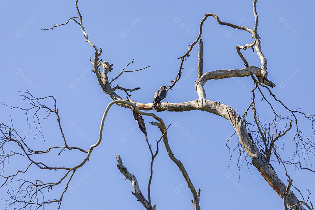 Falco sparverius descansando no galho de uma árvore seca, em um dia de céu azul, ensolarado, lindo dia