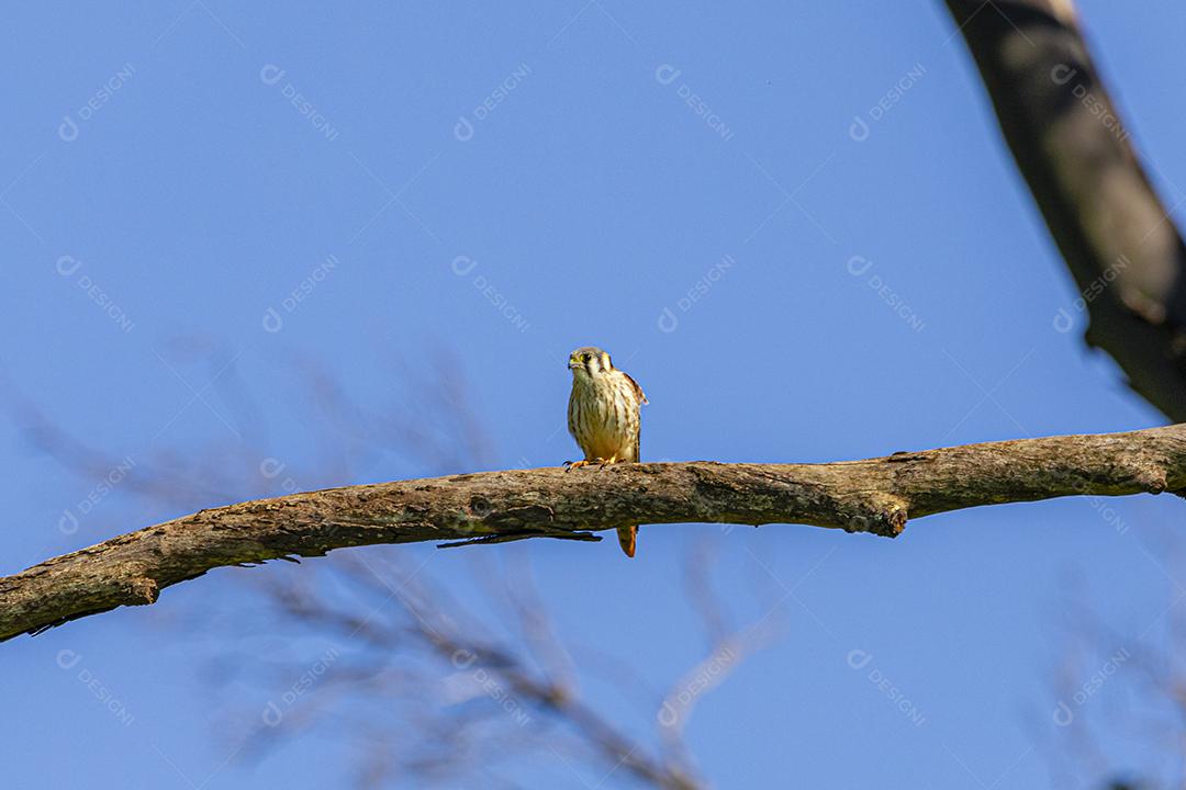 Falco sparverius descansando no galho de uma árvore seca, em um dia de céu azul, ensolarado, lindo dia