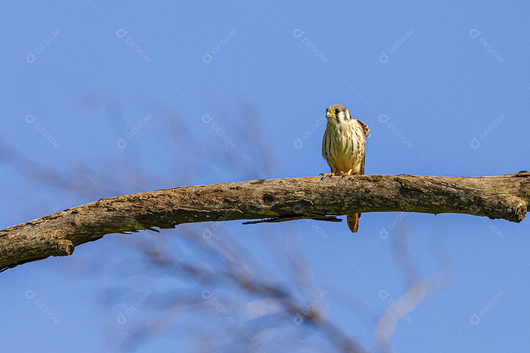 Falco sparverius descansando no galho de uma árvore seca, em um dia de céu azul, ensolarado, lindo dia