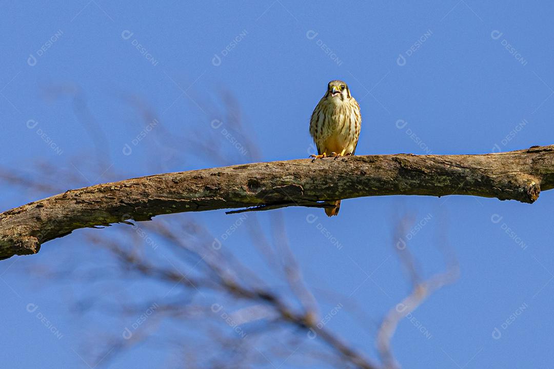 Falco sparverius descansando no galho de uma árvore seca, em um dia de céu azul, ensolarado, lindo dia