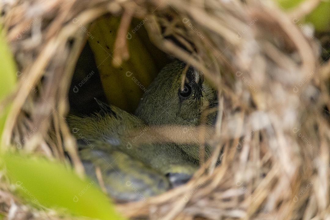 Lindos filhotes do pássaro fim fim dentro do ninho esperando a mãe trazer comida