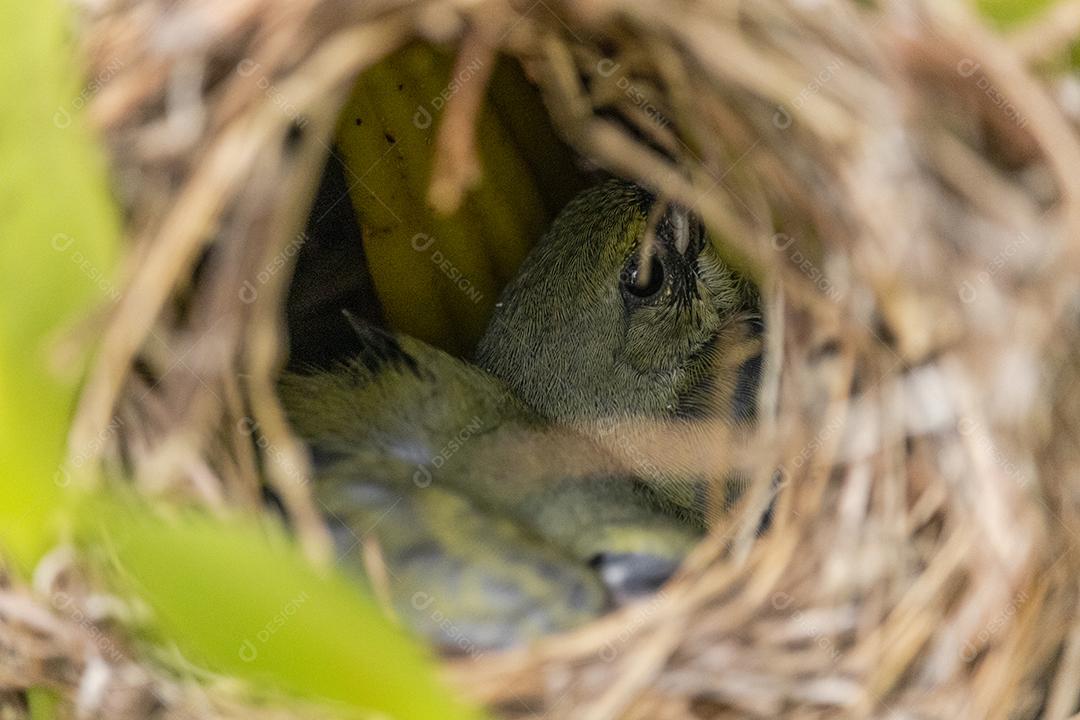 Lindos filhotes do pássaro fim fim dentro do ninho esperando a mãe trazer comida