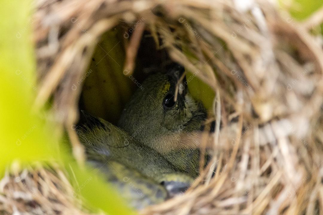 Lindos filhotes do pássaro fim fim dentro do ninho esperando a mãe trazer comida