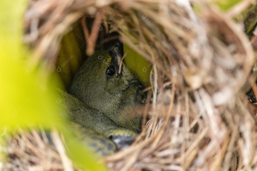 Lindos filhotes do pássaro fim fim dentro do ninho esperando a mãe trazer comida