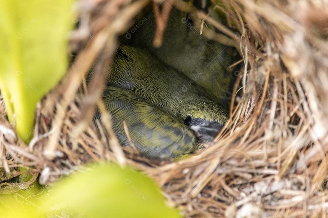 Lindos filhotes do pássaro fim fim dentro do ninho esperando a mãe trazer comida